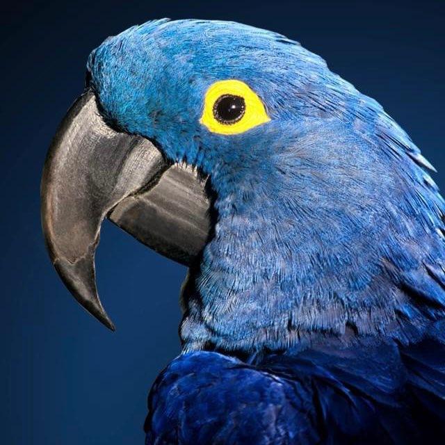 Parrot KL