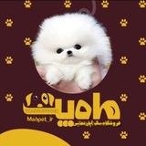 ماه پت | 𝐌𝐀𝐇𝐏𝐄𝐓 🌓 فروشگاه سگ فانتزی ( پامرانین | پودل | شیتزو ) | 𝐌𝐀𝐇𝐏𝐄𝐓
