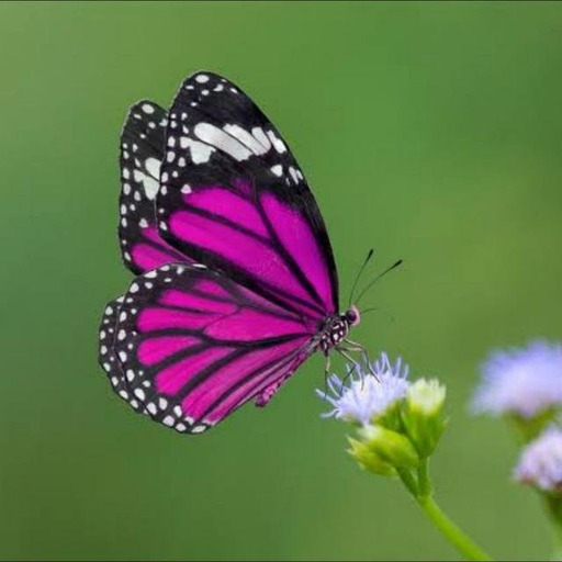 World nature videos•natur•netgeo•discovery•animal•asia•birds•snake•petlover•fishlover•doglover•traveller•travel•beautiful•tiger
