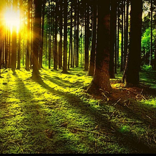 🌲🌳 Waldlager🌲🌳