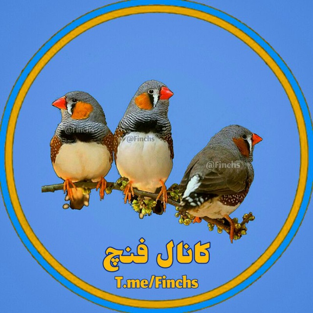 کانال فنچ